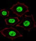 ZNF434 Antibody (Center)