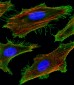 FAM159A Antibody (Center)