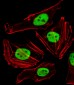 FAM50A Antibody (C-term)