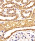 BCAP31 Antibody (Center)