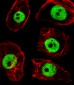 TPD52L3 Antibody (N-term)