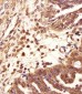 PSMB2 Antibody (C-term)