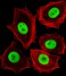 R Cdk4 Antibody (C-term)