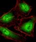 POLR2C Antibody (C-term)