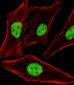 PPHLN1 Antibody (N-term)