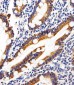 HUMAN-SHB(Y268) Antibody
