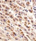 DHFR Antibody (N-term)