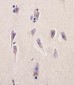 DHFR Antibody (N-term)