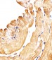 SMAD1 Antibody (Center)