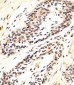 AKT1/2/3 Antibody (Center)