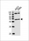 NOVA1 Antibody (Center)