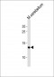 EIF1 Antibody (C-term)