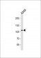 COG1 Antibody (C-term)
