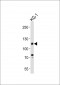 CD34 Antibody (C-term)