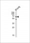 Mouse Frk Antibody (C-term)