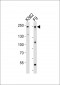 (Mouse) Dnmt1 Antibody (Center)