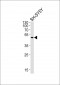 ADORA2A Antibody (C-term)