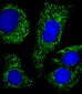 ATP5B Antibody (Center)
