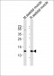 PVALB Antibody