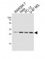 AQP4 Antibody