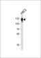 FBLN2 Antibody