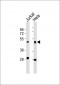 ARP3 Antibody