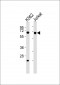 AIFM1 Antibody