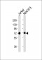 Annexin A6 Antibody
