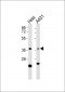 APE1 Antibody