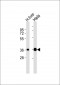 Apolipoprotein F Antibody