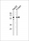 ATP5A1 Antibody