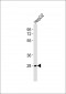 NAP1 Antibody