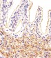 CREBL1 Antibody (C-term)