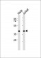 BUB3 Antibody