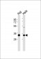 C1QBP Antibody