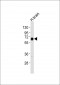 CADM4 Antibody