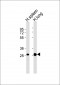 Caspase 1 Antibody