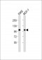 XPO2 Antibody