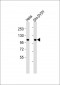 Catenin alpha 1/2 Antibody
