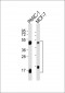 Cathepsin D LC Antibody