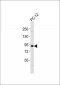 Cullin 3 Antibody