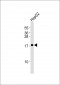 Cytochrome b5A Antibody