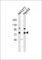 DBF4 Antibody