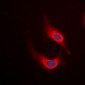 Desmin Antibody
