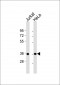 DFF45 Antibody