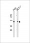 Dopamine Receptor D4 Antibody