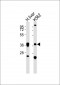 PECI Antibody