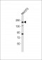 EEA1 Antibody