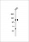 ERAP1 Antibody