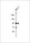 GAB2 Antibody